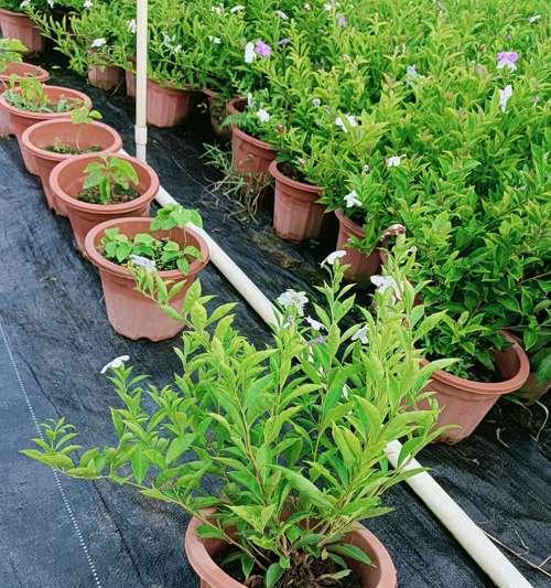 鸳鸯茉莉修剪方法是什么？如何正确修剪鸳鸯茉莉？