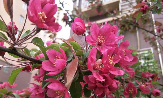 探究“冠幅”的含义和象征（解析“冠幅”的起源）