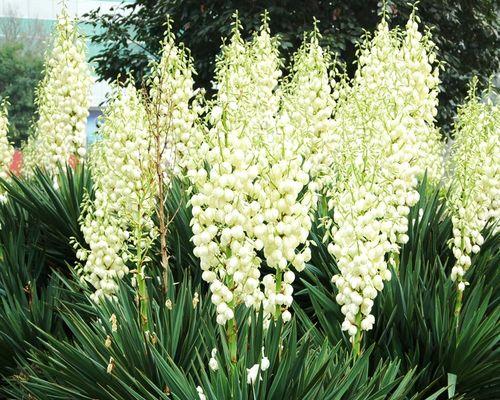 探究“冠幅”的含义和象征（解析“冠幅”的起源）