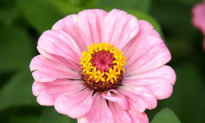 奥地利的国花是什么花？它有什么特别的含义吗？