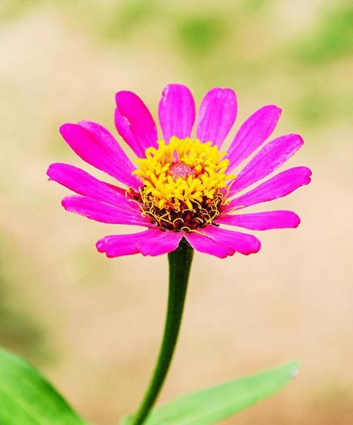 奥地利的国花是什么花？它有什么特别的含义吗？