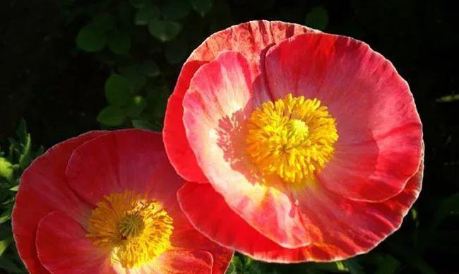 奥地利的国花是什么花？它有什么特别的含义吗？