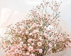 满天星花语及寓意（满天星花语和寓意的解读）