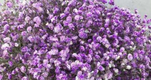 满天星花语及寓意（满天星花语和寓意的解读）