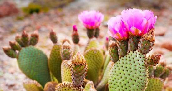 仙人掌的寓意与启示（探索仙人掌植物的奥秘）