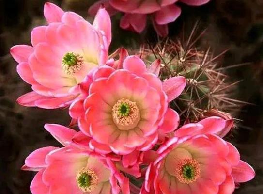 仙人掌的寓意与启示（探索仙人掌植物的奥秘）