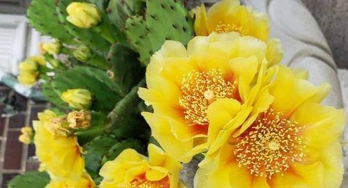 仙人掌的寓意与启示（探索仙人掌植物的奥秘）