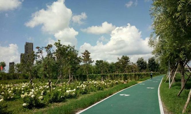 飞刀树的学名是什么？它有哪些特点和用途？