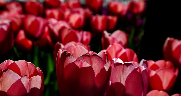 粉郁金香花语（将爱意浓缩于花瓣之间）