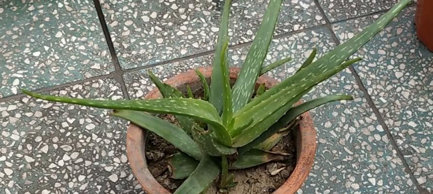 芦荟种植的最佳时间是什么时候？如何正确栽种？