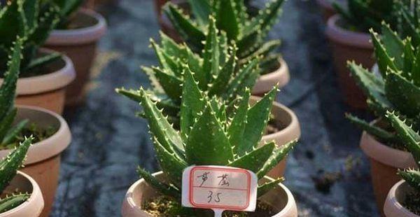 芦荟种植的最佳时间是什么时候？如何正确栽种？