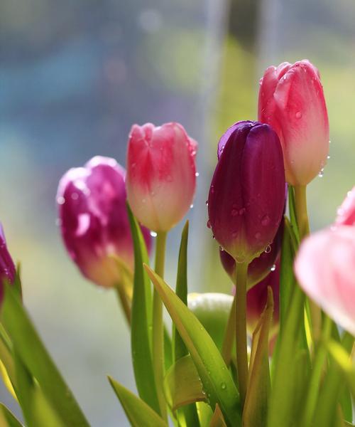 粉郁金香花语（将爱意浓缩于花瓣之间）