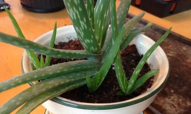 芦荟种植的最佳时间是什么时候？如何正确栽种？