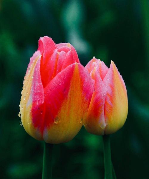 粉郁金香花语（将爱意浓缩于花瓣之间）