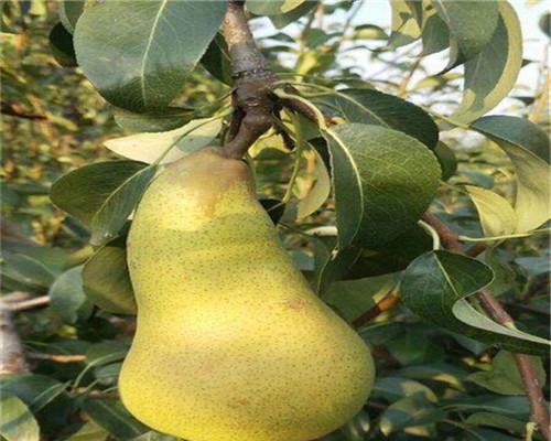 秋月梨含糖量高吗？如何判断梨的甜度？