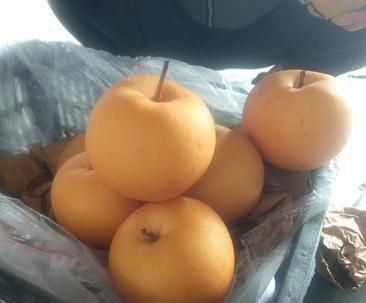 秋月梨含糖量高吗？如何判断梨的甜度？