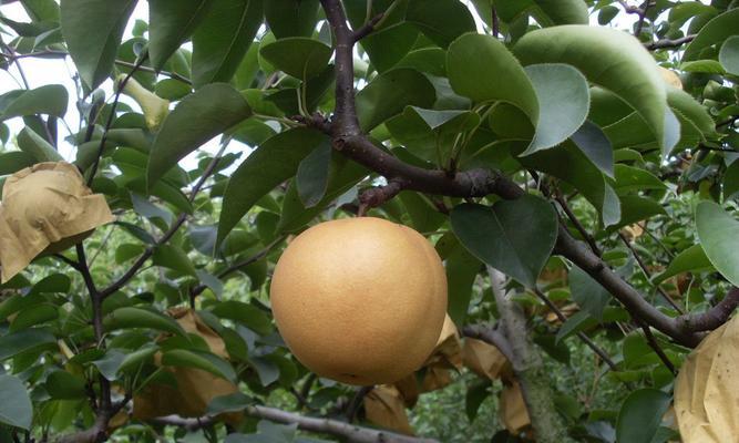 秋月梨含糖量高吗？如何判断梨的甜度？