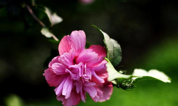 以百合花为主题的优雅之美（百合花语与优雅的传承）