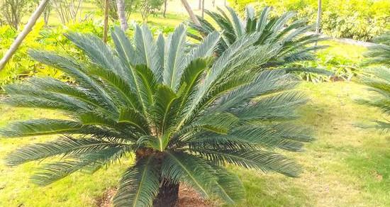 铁树哪个品种好?如何选择适合的铁树品种? 铁树哪个品种好?如何选择适合的铁树品种?