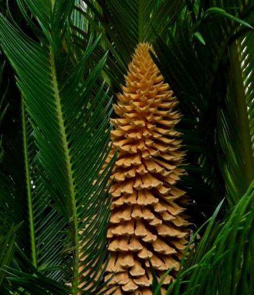 铁树哪个品种好?如何选择适合的铁树品种? 铁树哪个品种好?如何选择适合的铁树品种?