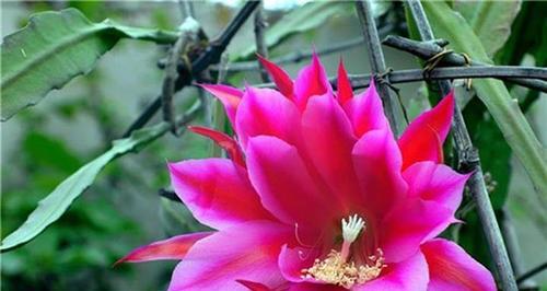 花开荷塘，语意绽放（以荷花令箭花花语为主题的绽放之美）