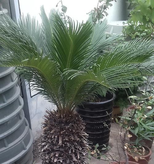 铁树哪个品种好?如何选择适合的铁树品种? 铁树哪个品种好?如何选择适合的铁树品种?