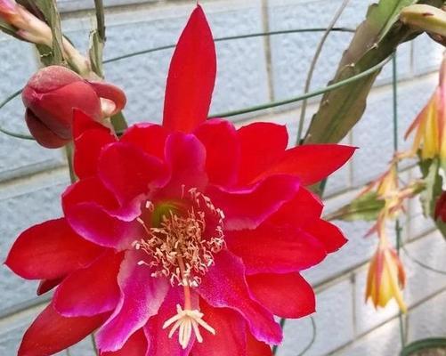 花开荷塘，语意绽放（以荷花令箭花花语为主题的绽放之美）