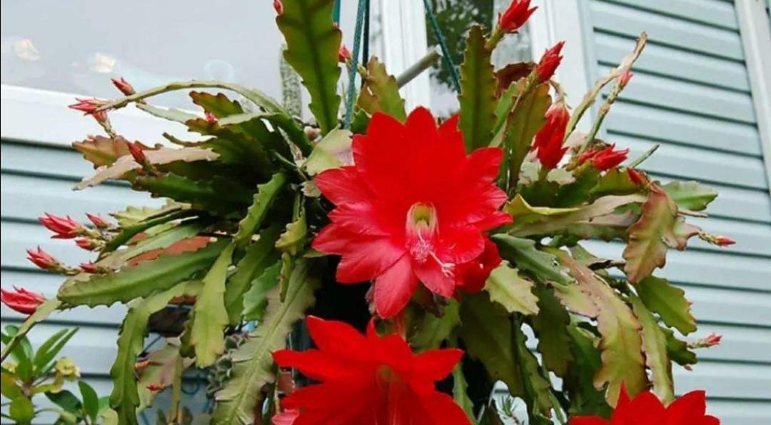 花开荷塘，语意绽放（以荷花令箭花花语为主题的绽放之美）