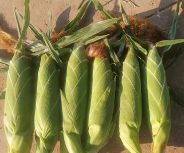 玉米对阳光的需求是什么？种植玉米时如何确保充足光照？