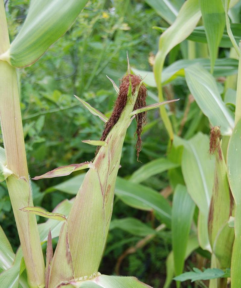 玉米对阳光的需求是什么？种植玉米时如何确保充足光照？