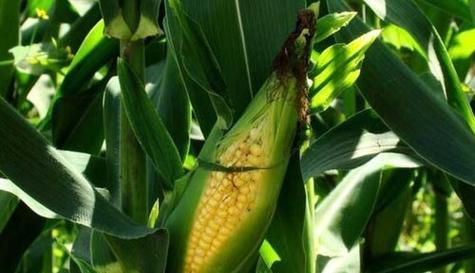 玉米对阳光的需求是什么？种植玉米时如何确保充足光照？