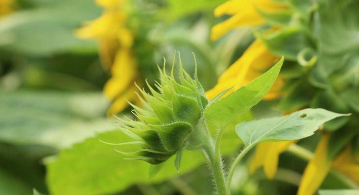 象征忠诚的植物（忠诚之花）