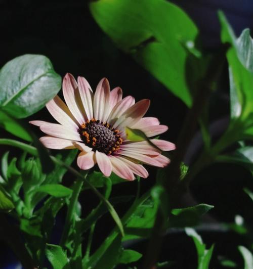 象征忠诚的植物（忠诚之花）