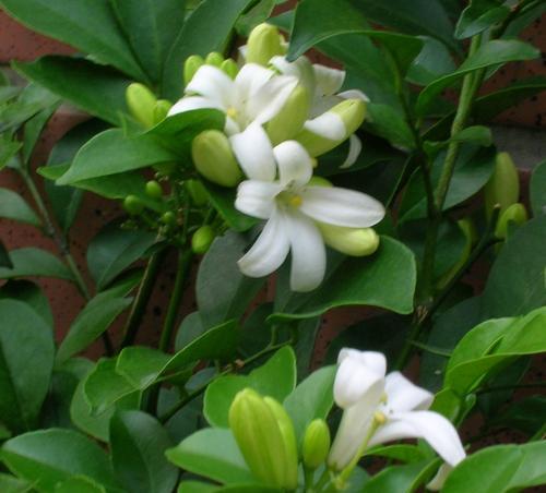 七里香开花时间是何时？一年能开几次花吗？