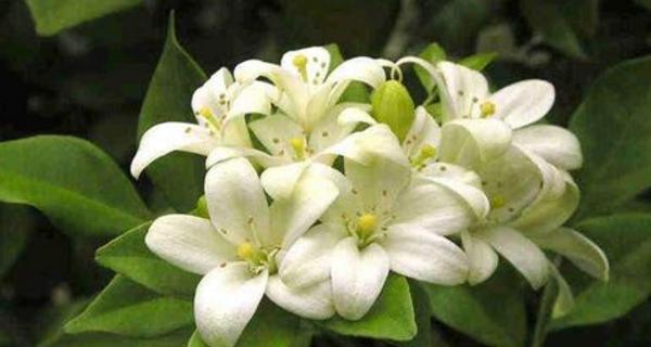 七里香开花时间是何时？一年能开几次花吗？