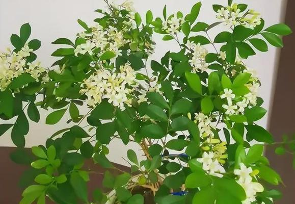 七里香开花时间是何时？一年能开几次花吗？