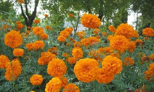 万寿菊花语的意义与传承（揭秘万寿菊花语的深层内涵和文化背景）