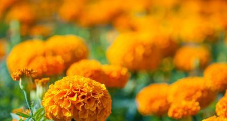 万寿菊花语的意义与传承（揭秘万寿菊花语的深层内涵和文化背景）