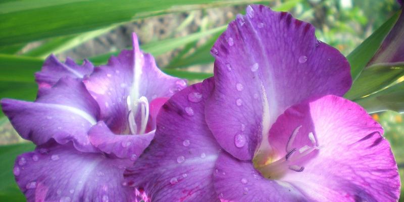 花语之魅力（用花言巧语）