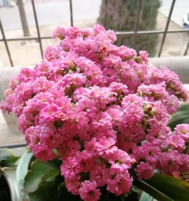 花语之魅力（用花言巧语）