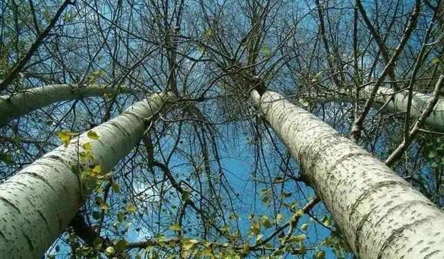 白杨树会开花吗？它们通常在什么时候开花？