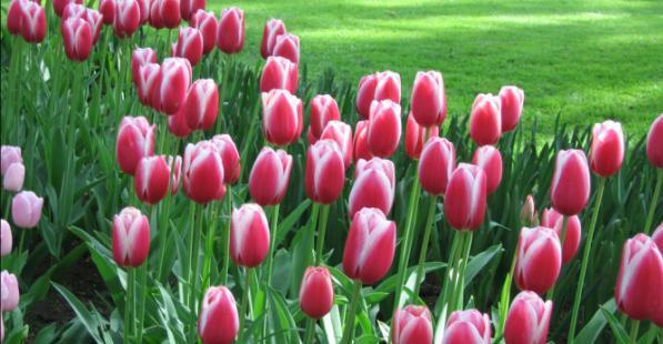 以鞠谢心领——传统美德的重要意义（探讨鞠躬感恩的文化内涵）