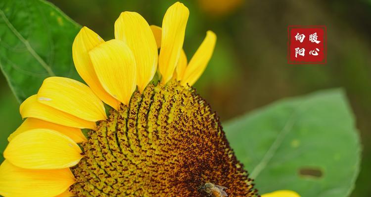 以鞠谢心领——传统美德的重要意义（探讨鞠躬感恩的文化内涵）