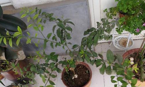 桔子树剪枝的最佳时机是什么时候？剪枝后如何促进生长？