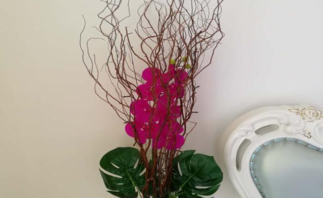 天竺水培（探索自然奥秘）