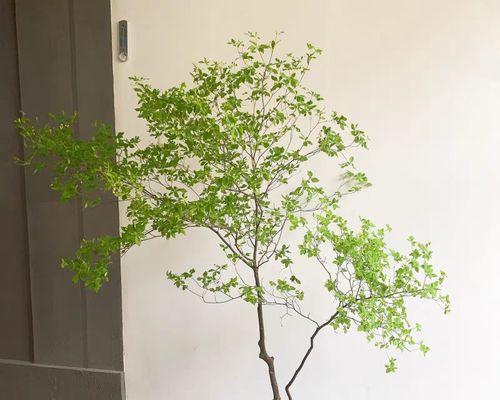 天竺水培（探索自然奥秘）