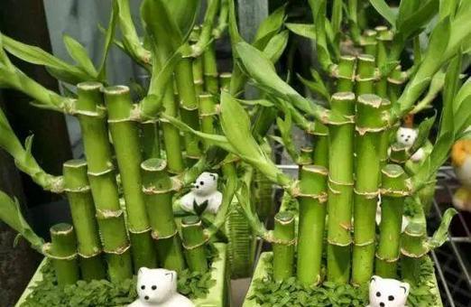 天竺水培（探索自然奥秘）