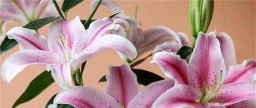 百合花语代表什么意思？了解不同颜色百合的象征意义？