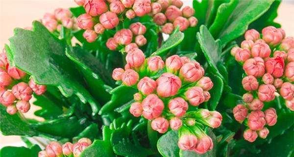 长寿花花语的神奇力量（探索长寿之源）