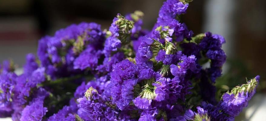 水晶草的花语之探索多彩意象（解读不同颜色水晶草的15种花语）